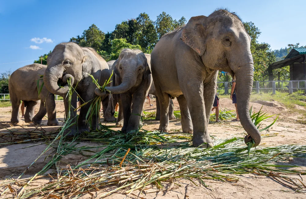 Elephant Jungle Sanctuary